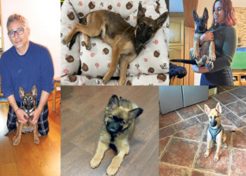 camada-perros-adoptados