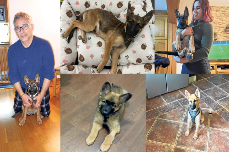 camada-perros-adoptados