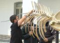 esqueleto-zifio-cuvier-campus-proyecto-gigantes-mar-003