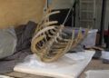 esqueleto-zifio-cuvier-campus-proyecto-gigantes-mar-005