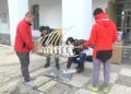 esqueleto-zifio-cuvier-campus-proyecto-gigantes-mar-009
