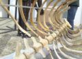 esqueleto-zifio-cuvier-campus-proyecto-gigantes-mar-014