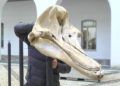 esqueleto-zifio-cuvier-campus-proyecto-gigantes-mar-020