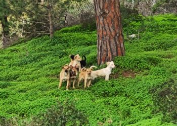 soy-tu-voz-denuncia-muerte-cachorros-001