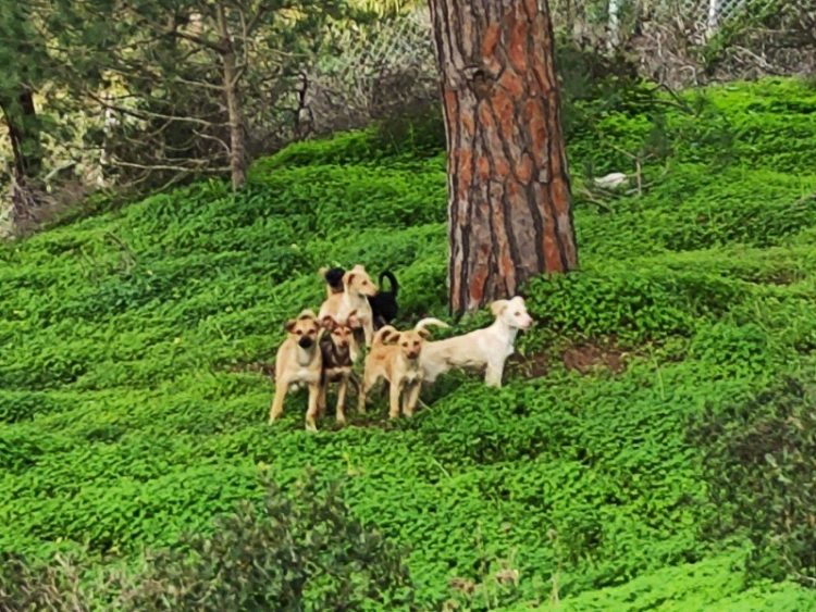 soy-tu-voz-denuncia-muerte-cachorros-001
