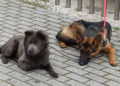 vera-venus-perros-adotados-barcelona-003