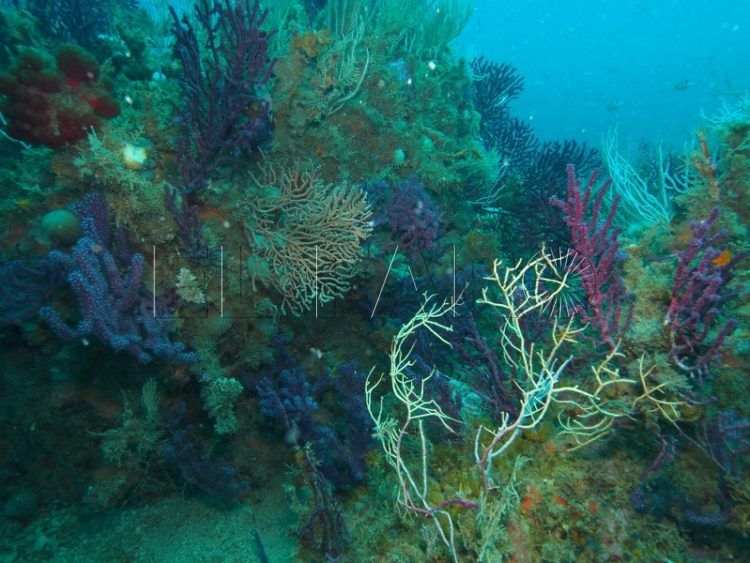 corredores-biologicos-001