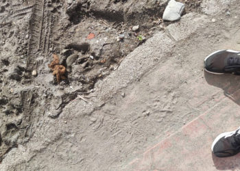 excrementos-perro-playa-001