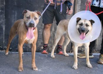 paseos-perros-voluntarios-protectora-animales-4