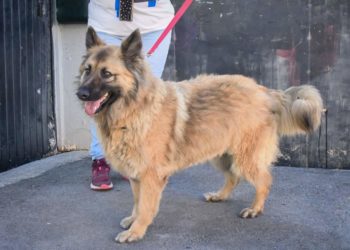 paseos-perros-voluntarios-protectora-animales-5