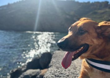 denver-perro-abandonado-protectora-3