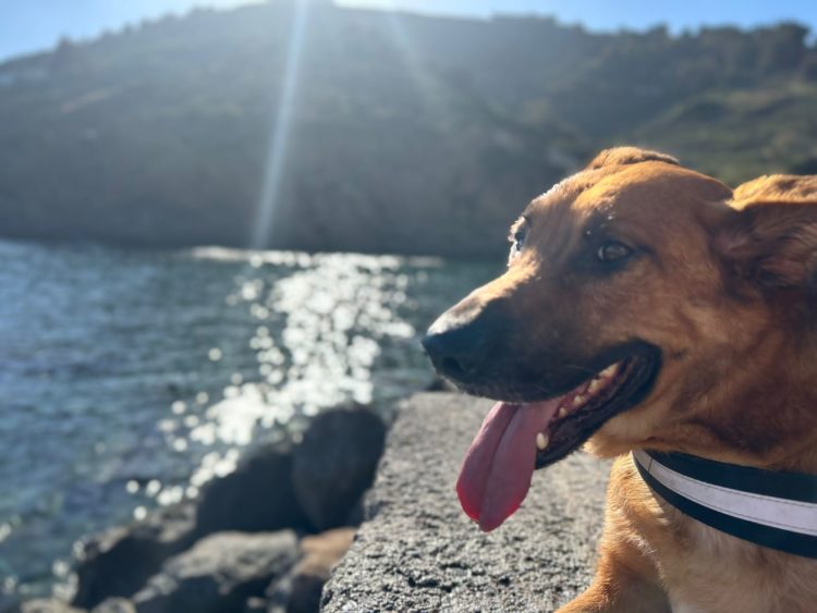 denver-perro-abandonado-protectora-3