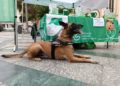 nea-perro-policia-nacional-cuestacion-asociacion-cancer-2