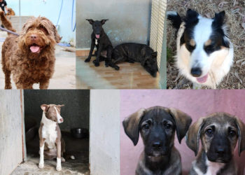 perros-protectora-cheniles-lluvia