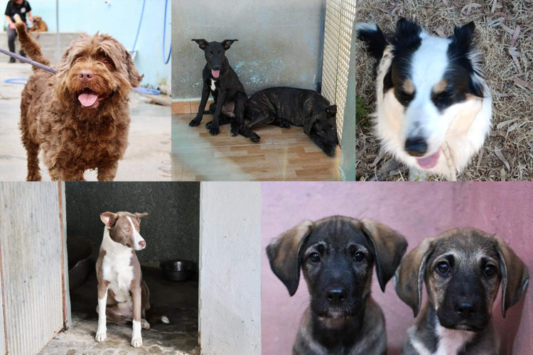 perros-protectora-cheniles-lluvia