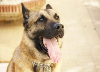 romulo-perro-policia-nacional-002