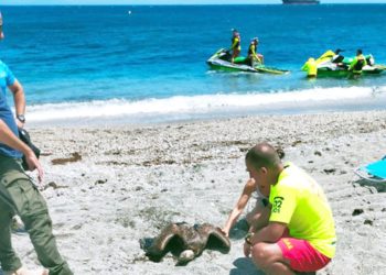 marsave-rescata-buitre-leonado-atacado-gaviotas-002