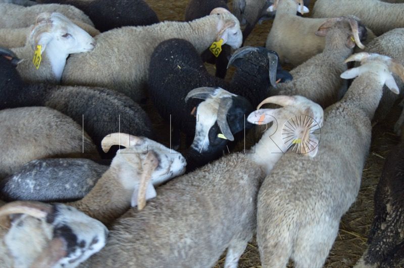 eid-al-adha-gestion-mataderos-moviles-ceuta