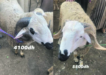 precios-venta-ganado-eid-adha-001