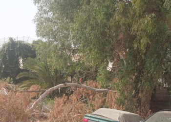 arboles-maleza-barriada-tejar-ingenieros-5