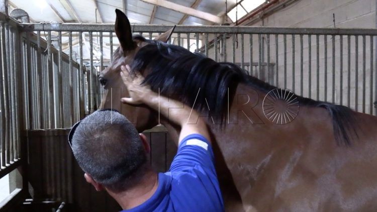 curso-iniciacion-hipica-equitacion-caballos-024