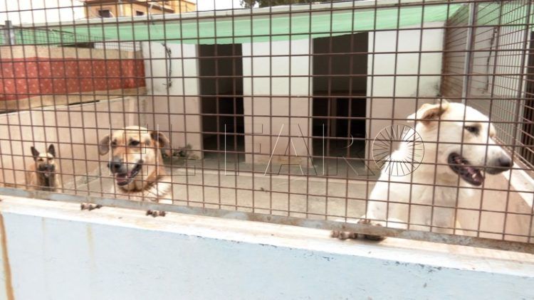 historias-perros-busca-hogar-todo-amor-protectora-animales-024