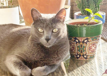 natos-gato-perdido-edificio-colores-2