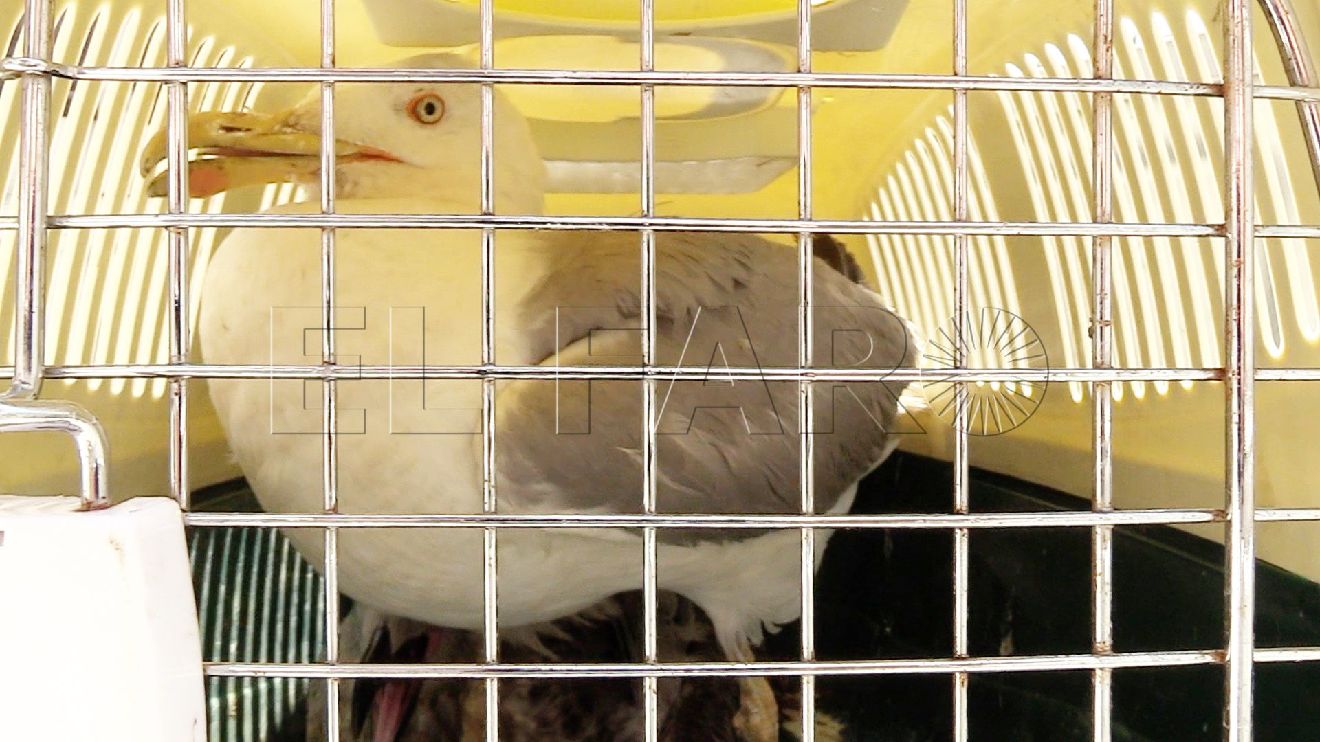 rescate-pavana-bomberos