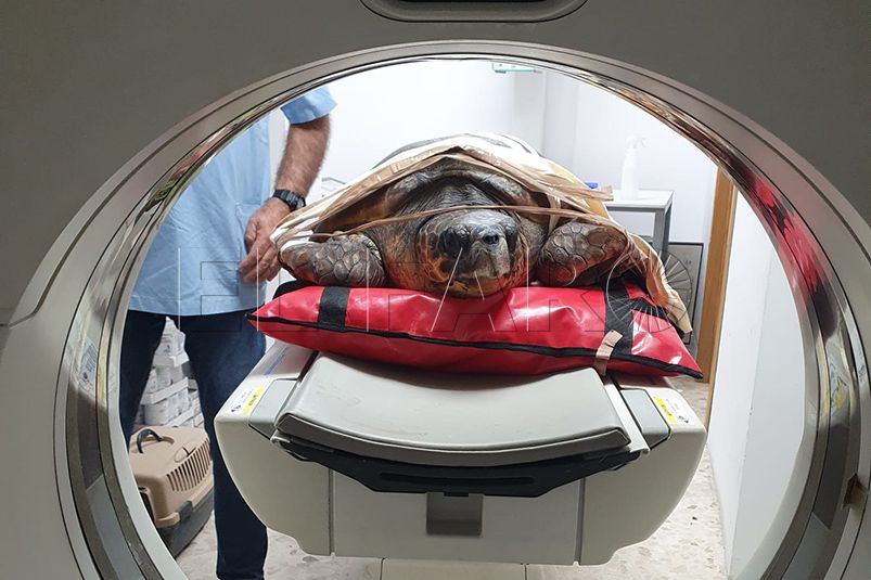 segundo-convenio-estatal-centros-servicios-veterinarios