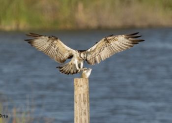 aguila-pescadora-001