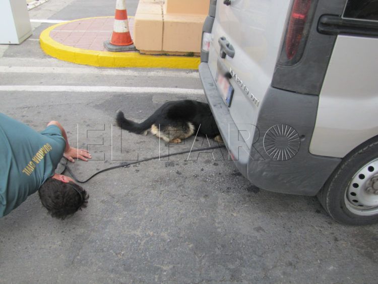 control-puerto-registro-coche-perro