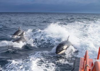 orcas-estrecho-1-750x422