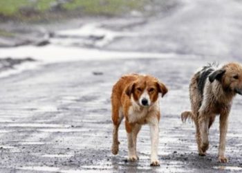 denuncian-sacrificio-masivo-de-perros-en-tanger