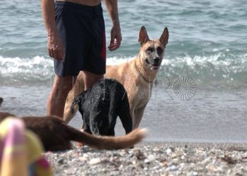 ceuta-busca-colaboracion-publico-privada-crematorio-mascotas