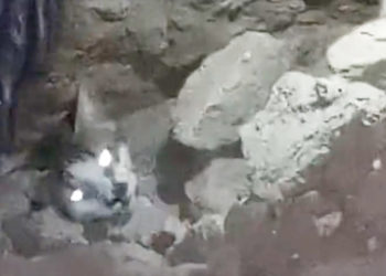 anciano-logra-rescatar-gato-escombros-terremoto-marruecos