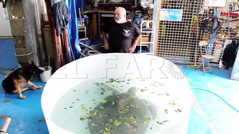 asi-se-recupera-tortuga-verde-cuidados-cecam