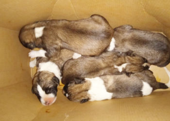 cachorros-perros-abandonados-protectora