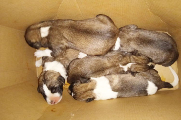 cachorros-perros-abandonados-protectora