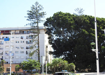 caida-arboles-jardines-argentina-vecinos