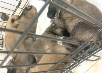 camada-cachorros-busca-acogida-1