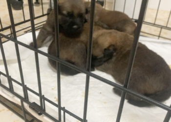 camada-cachorros-busca-acogida-3