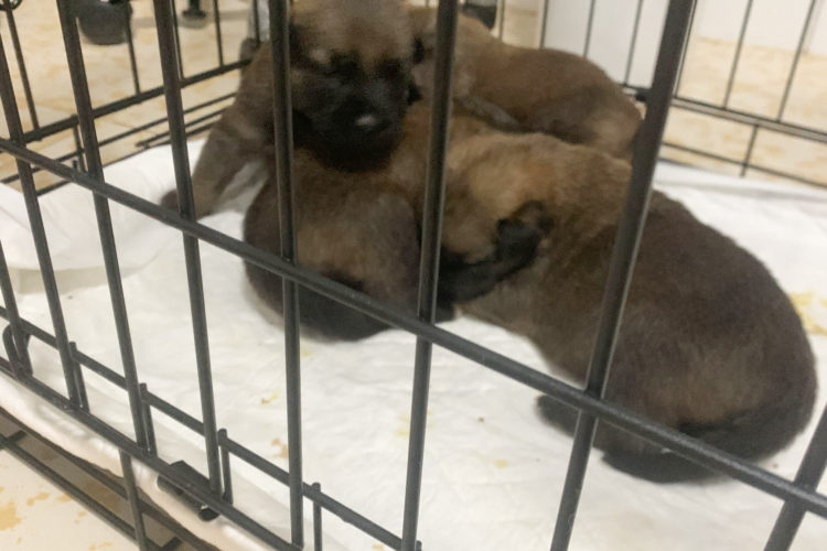 camada-cachorros-busca-acogida-3