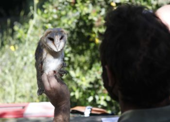 cepsa-libera-lechuzas