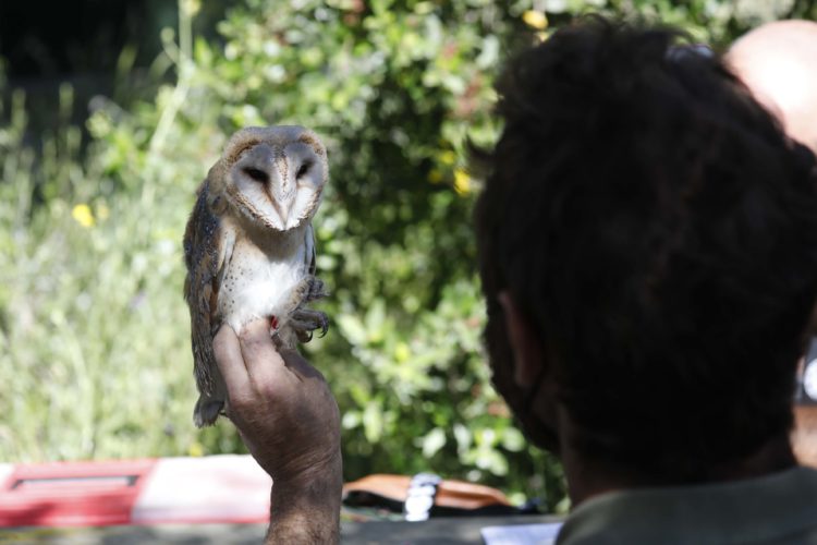cepsa-libera-lechuzas