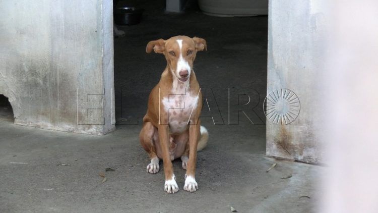 francia-segunda-oportunidad-perros-protectora-003