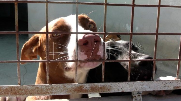 francia-segunda-oportunidad-perros-protectora-015