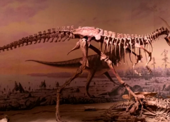 tiranosaurio-rex-disonaurios-marruecos
