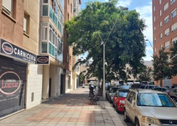vecinos-piden-poda-arboles-parques-ceuta-4
