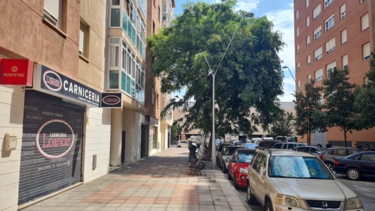 vecinos-piden-poda-arboles-parques-ceuta-4