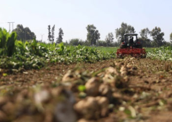 agricultura-maruecos